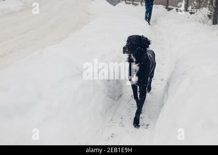 Cane nero vagato che cammina sulla strada invernale dopo la tempesta di neve. Senza casa solo animale che corre all'aperto durante la bizzarda Foto Stock