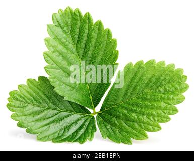 Singola foglia di fragola verde isolata su sfondo bianco con ritaglio percorso Foto Stock