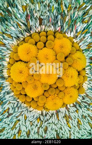 Fiori gialli e specchi componibile Foto Stock