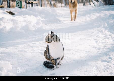 Ritratto di gatto in primo piano stanco del cane che arriva in background Foto Stock