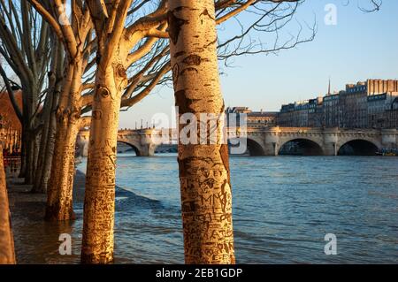 Parigi, Francia. Alberi di piano fila in alta acqua del fiume Senna in inverno. Argine allagate ai raggi solari dorati della sera. Paesaggio stagionale. Foto Stock