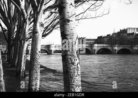 Parigi, Francia. Alberi di piano fila in alta acqua del fiume Senna in inverno. Argine allagate ai raggi solari dorati della sera. Paesaggio stagionale. Natura Foto Stock