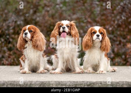 Tre simpatici cani spaniel del re cavalier charles seduti all'aperto tra belle foglie d'autunno. Ritratto di animali domestici in natura. Foto Stock