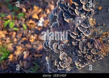 Funghi che crescono su un moncone in inverno con marrone offuscato foglie sul terreno sullo sfondo Foto Stock