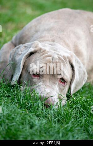 cane triste che guarda molto solitario con grandi occhi rossi soulful il mio essere loney o depresso, fuoco selettivo su un verticale copia immagine sapce all'inizio dell'immagine su un gre Foto Stock
