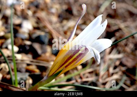 Crocus chyrsanthus ‘Ard Schenk’ Crocus Ard Schenk – grande fiore bianco a base gialla e striature viola sui petali esterni, febbraio, Inghilterra, Regno Unito Foto Stock