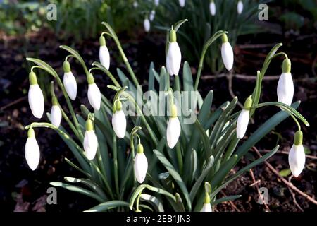 Galanthus elwesii Giant Snowdrop – fiori pendenti bianchi a forma di campana, febbraio, Inghilterra, Regno Unito Foto Stock