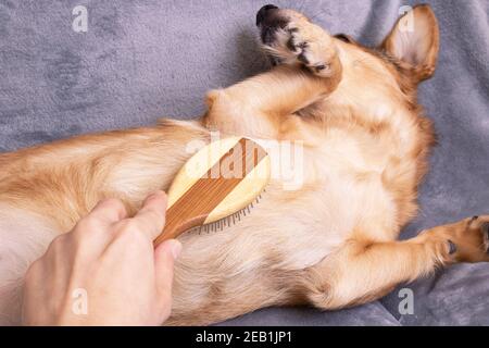 La mano graffia la pancia di un cane da vicino Foto Stock