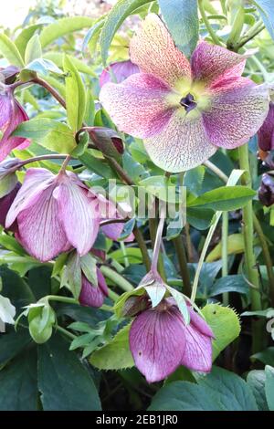 Helleborus x hybridus ‘Pink Lady Spotted Lady Series’ Hellebore Pink Lady Spotted – fiori rosa intenso con riflessi verdi pallidi, febbraio, Inghilterra, Regno Unito Foto Stock