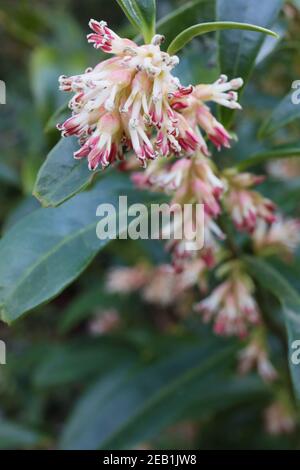 Sarcococca hookeriana var. Humilis nana Sweet box - fiori tubolari bianchi cremosi altamente profumati con antere cremisi, febbraio, Inghilterra, Regno Unito Foto Stock