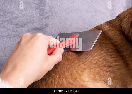 La mano graffia la pancia di un cane da vicino Foto Stock