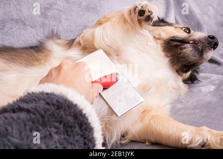 La mano graffia la pancia di un cane da vicino Foto Stock