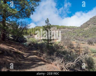 Paesaggio a Barranco de Guayadeque burrone con vegetazione verde. Gran Canaria, Isole Canarie, Spagna. Giorno di sole, cielo blu, sfondo nuvole bianche Foto Stock