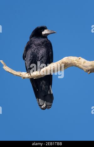 Rook (corvus frugilegus) con fango su becco da scavare per vermi e granchi seduti su ramo morto contro cielo blu - Scozia, Regno Unito Foto Stock