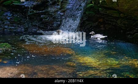 Un paio di anatre azzurre o di whio in un ruscello di montagna nel Parco Nazionale di Kahurangi. L'anatra azzurra è un membro della famiglia Anatidae, e Foto Stock