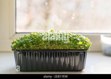 Germogli verdi micro che coltivano piante commestibili sul davanzale contro la finestra, germinazione del seme a casa Foto Stock