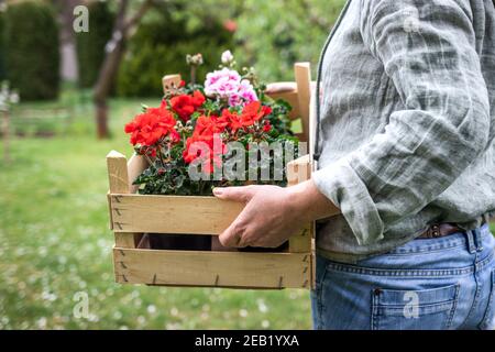 Donna con cassa di legno piena di fiori di geranio colorato in fiore in giardino. Fiorista in piedi in giardino. Giardiniere è pronto per piantare pelargoniu Foto Stock