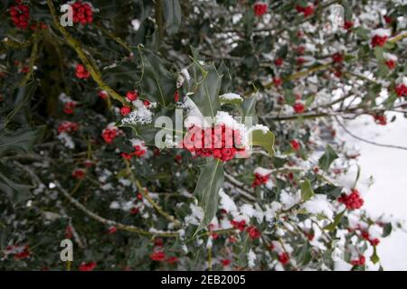 Bacche di agrifoglio rosso nella neve Colemans Hill Farm UK Foto Stock