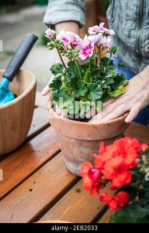 Donna che pianta geranio in vaso su tavola di legno. Giardinaggio in primavera. Pelargonio rosa in pentola di terracotta Foto Stock