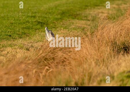 Grande Blue Heron davanti vista su erba verde. Il vento soffia attraverso le piume e l'erba alta gialla. Messa a fuoco selettiva, sfocatura Foto Stock