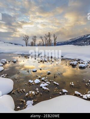 Parco nazionale di Yellowstone, Wyoming: Le nuvole dell'alba si riflettono nel fiume Lamar nella valle di Lamar con gli alberi lontani di cottonwood Foto Stock