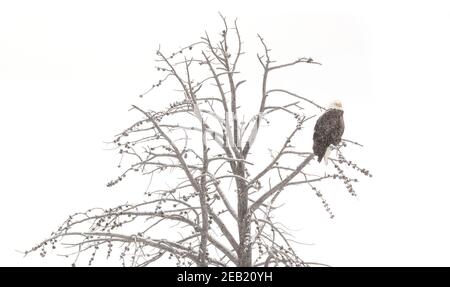 Parco Nazionale di Yellowstone, Wyoming: Aquila calva (Haliaetus leucocefalo) in larice; inverno Foto Stock