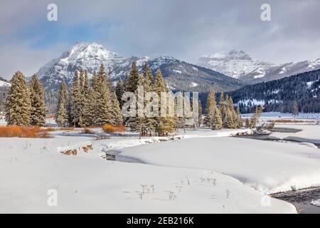 Parco nazionale di Yellowstone, Wyoming: Spolvero la neve sui pini lungo il torrente Soda Butte con la catena di Absaroka in lontananza a Round Prairie. Foto Stock