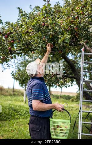 Vecchio coltivatore che raccoglie le mele dall'albero di frutta in cestino. Uomo anziano attivo che raccoglie la mela in giardino Foto Stock