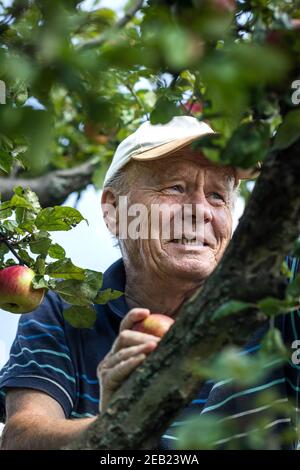 Uomo anziano sorridente che raccoglie le mele dall'albero della frutta. Ritratto di felice agricoltore nel suo frutteto Foto Stock