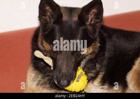 cane da pastore tedesco con palla giocattolo Foto Stock