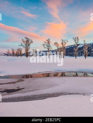 Parco nazionale di Yellowstone, Wyoming: Nuvole colorate e boschi di cotoni riflessi nel fiume Lamar al tramonto nella valle di Lamar con Amethyst Peak in t Foto Stock