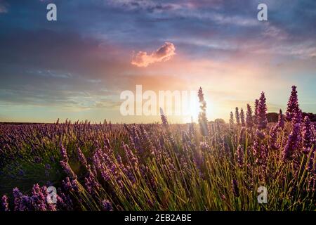 tramonto su un campo di lavanda con un cielo nuvoloso con un mazzo di fiori in primo piano e il sole che filtra attraverso uno di loro, orizzontale Foto Stock