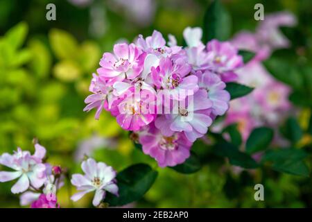 Rosa ieri - grappolo di piccoli fiori piatti rosa, foto d'inventario Foto Stock