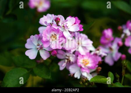 Harkness ieri Rosa con fiori piatti rosa, foto d'inventario Foto Stock