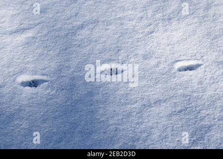 Impronte di animali e uccelli in neve bianca fresca in inverno. Foto Stock