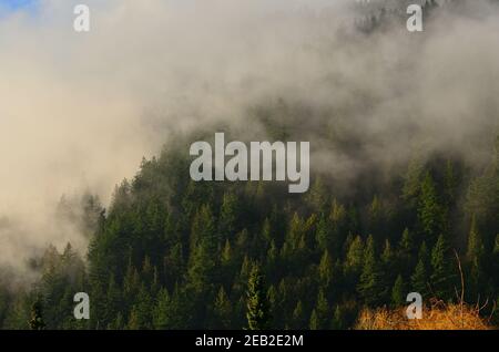 North West Coastal Mountain Forest in Morning Fog Foto Stock