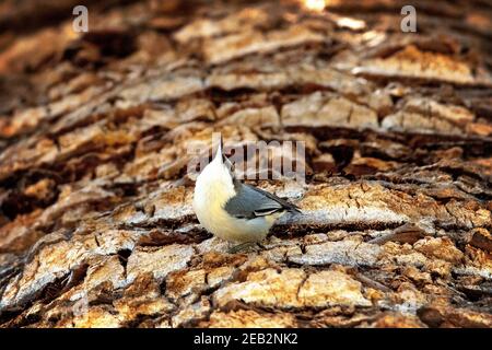Uccello Pygmy Nuthatch (Sitta pygmaea) a Palo alto, California Foto Stock