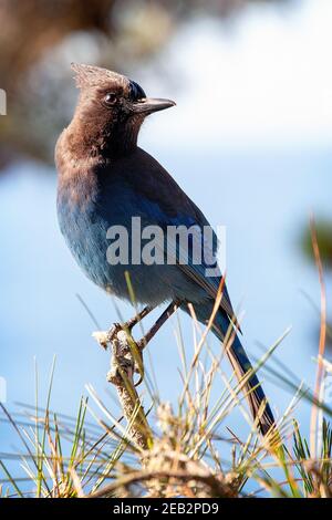 jay di Steller (Cyanocitta stelleri) a Big Sur, California Foto Stock