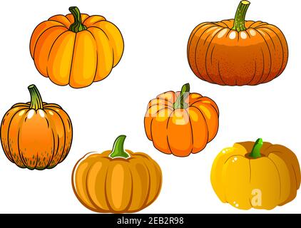 Verdure di zucca autoctna mature con ampi lati arrotondati isolati su sfondo bianco. Per raccolto di agricoltura o disegno del partito di Halloween Illustrazione Vettoriale