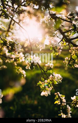 Le gemme di Apple fioriscono in primavera. Fiore di mela. Giardino primaverile. Sfondo sfocato. Foto di alta qualità Foto Stock