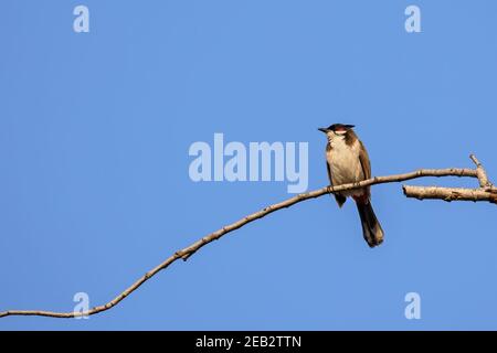 Primo piano su Red-Whiskered Bulbul o Crested Bulbul è stato arroccato su Ramo isolato su Blue Sky Foto Stock