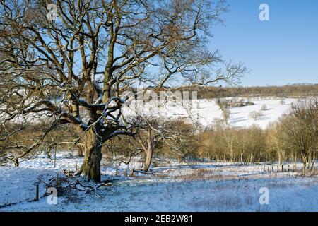 Oak Tree and Farm nel cotswolds nella neve. Cotswolds, Gloucestershire, Inghilterra Foto Stock