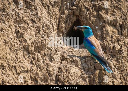 Rullo europeo o Coracias garrulus, vicino al foro di nidificazione nella parete di terra. Foto Stock