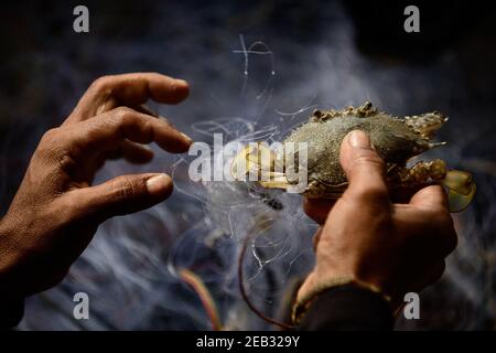 I pescatori stanno lavorando per rimuovere gli animali acquatici dalla rete di pesca. Foto Stock