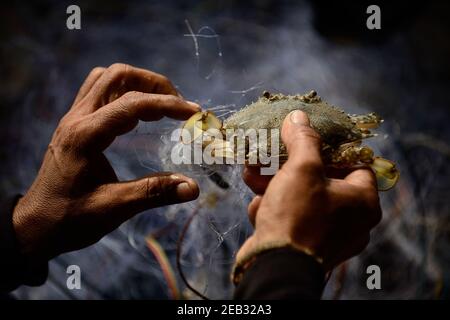 I pescatori stanno lavorando per rimuovere gli animali acquatici dalla rete di pesca. Foto Stock