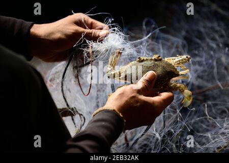 I pescatori stanno lavorando per rimuovere gli animali acquatici dalla rete di pesca. Foto Stock