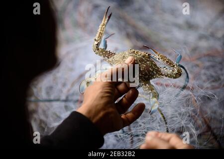 I pescatori stanno lavorando per rimuovere gli animali acquatici dalla rete di pesca. Foto Stock