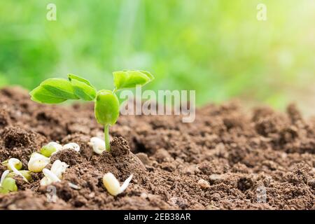 Agricoltura. Piante crescenti. Pianta piantare piantine di piantine sulla terra e luce solare con spazio di copia per l'uso. Semina agricola germinante e pl Foto Stock