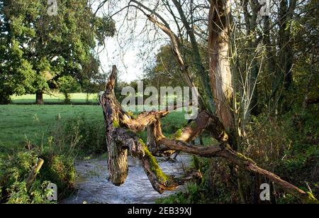 rami di vecchio albero morti e decadenti che pende su un fiume con i campi in background Foto Stock