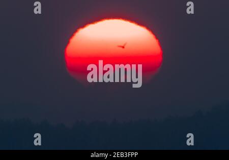 Dachau, Germania. 12 Feb 2021. Un uccello vola oltre il sole che sale ancora parzialmente oscurato nelle prime ore del mattino, i suoi raggi lottano per rompere attraverso la coperta di nebbia. Credit: Peter Kneffel/dpa/Alamy Live News Foto Stock